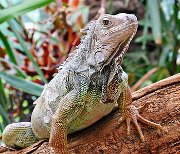 bearded dragon lizard perch on brown log thumbnail