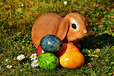 brown rabbit and eastern eggs thumbnail