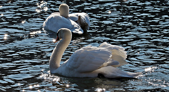 two swans on water surface thumbnail