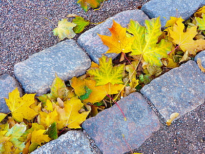 maple leaf lot thumbnail