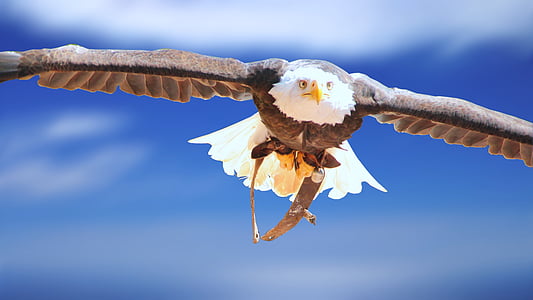 photo of brown and white eagle thumbnail