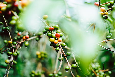 closeup photo of round fruits thumbnail
