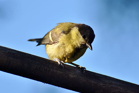 selective focus photo of yellow tit bird perching on brown wood plunk thumbnail