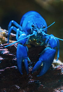 blue lobster thumbnail
