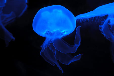 Blue Effect Colored Jellyfish thumbnail