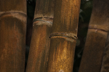 Dendrocalamus Giganteus, Bamboo thumbnail
