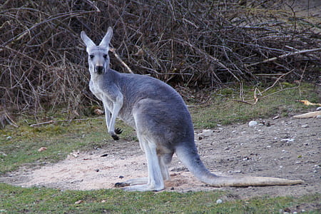 kangaroo thumbnail