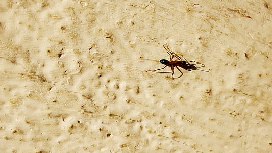black spider on ground during daytime thumbnail