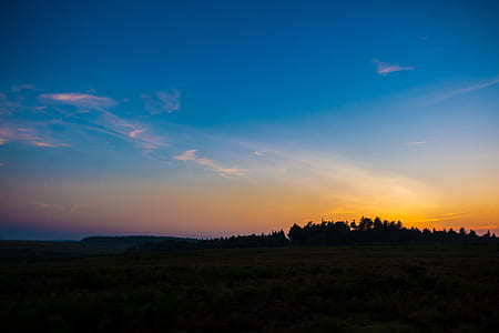 forest under sunset thumbnail