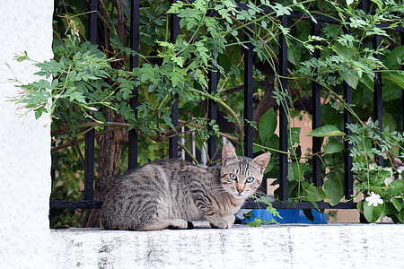 black tabby cat beside black metal fence thumbnail