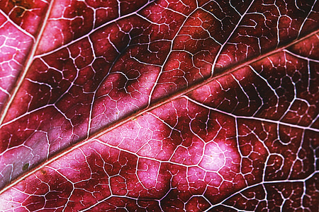 Macro shot of leaf texture thumbnail