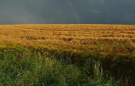 yellow and green grassland thumbnail