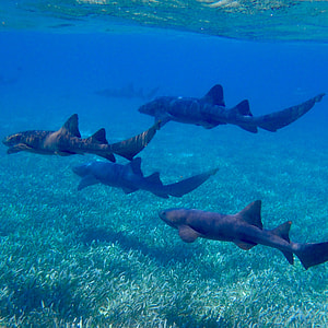 underwater photography of four gray sharks thumbnail