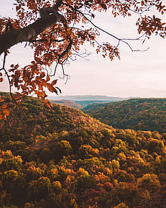 red leaf tree near mountain at daytime thumbnail