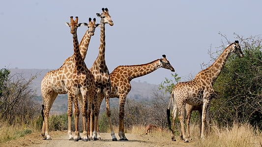 five giraffes standing near green leaves plant during daytime thumbnail