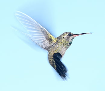 gray and black bird flying during daytime thumbnail
