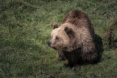 brown bear on grass field thumbnail