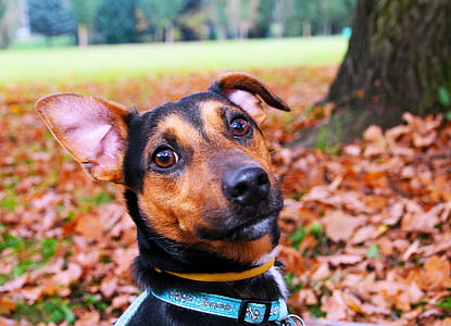 shallow focus photography of short-coated black dog thumbnail