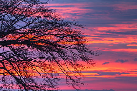 silhouette photography of tree during golden hours thumbnail