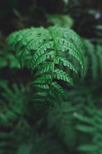 selective focus photography green leafed plant thumbnail