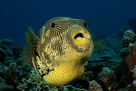 black and yellow fish opening its mouth thumbnail