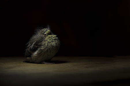 selective focus photography of gray bird thumbnail