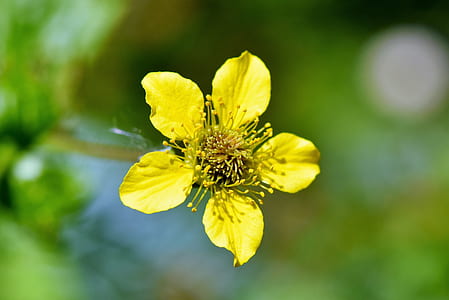 yellow 5-petaled flower in selective focus photography thumbnail
