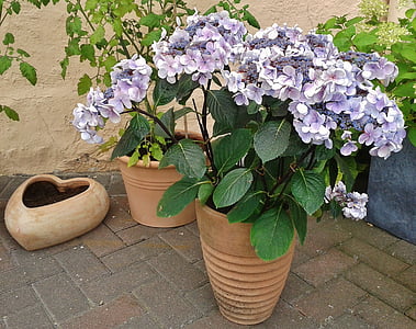 purple petaled flowers with round brown pot thumbnail