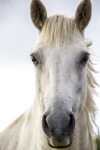 closeup photography of white horse thumbnail