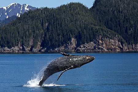 jumping whale thumbnail