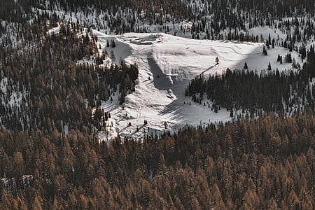 aerial photography of trees thumbnail