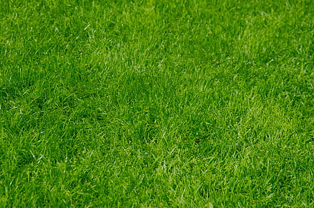 green grass lawn thumbnail