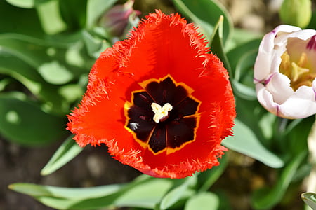 red and black fringed tulip thumbnail