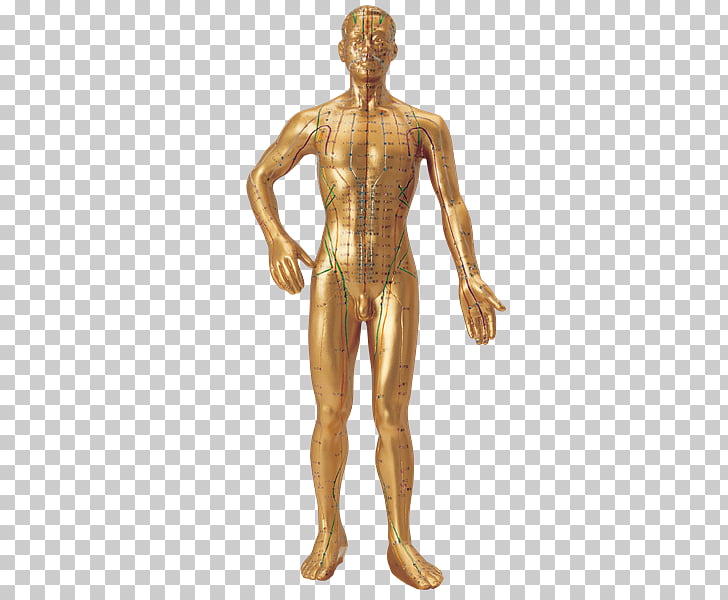 Human Body Organ Human Anatomy Æ¿æ¹èå­¦ä¸å­¦å°±é Çº99å³å¸¸ç¨ä¸­è¥å¥é Anatomia Png Clipart Free Cliparts Uihere