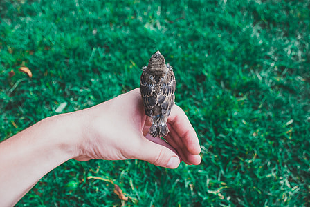 brown sparrow bird perched on person's left hand thumbnail