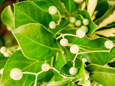 green plants thumbnail