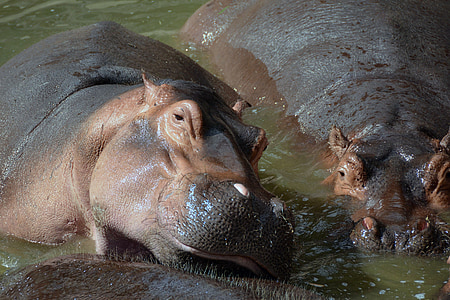 time lapse photography of hippopotamus swimming on body of water thumbnail