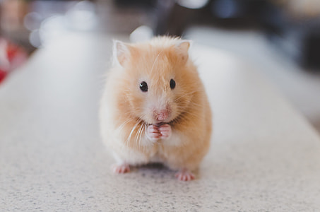 selective focus photo of beige rodent standing on gray tiles top thumbnail