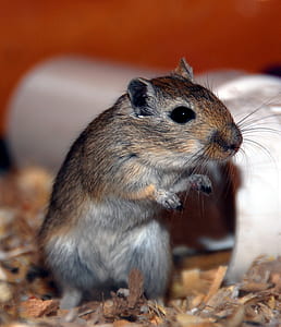 brown and black rodent near pipe thumbnail