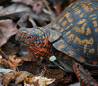 macro photography of black and brown turtle on dried leaves thumbnail