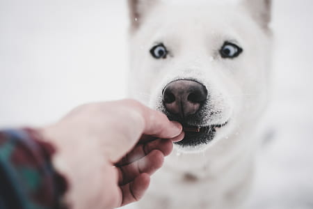 person petting adult white Siberian husky thumbnail