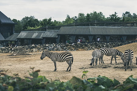 view of group of zebras thumbnail