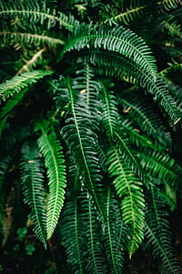 green leafed plant thumbnail