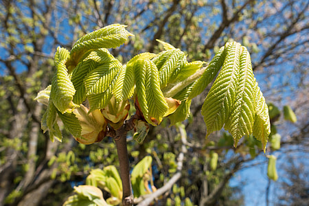 Chestnut, Buckeye thumbnail