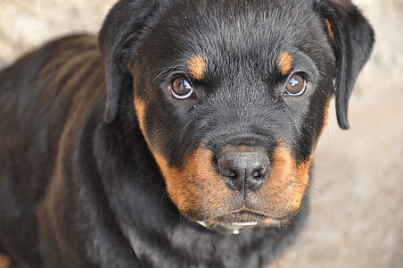 close-up photography of Rottweiler puppy looking upwards thumbnail