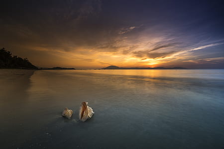photo of two sea shells on shore during golden hour thumbnail