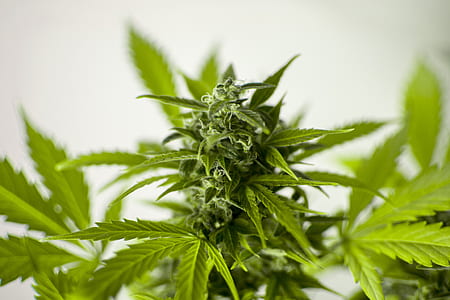 depth of field photography of cannabis sativa plant thumbnail