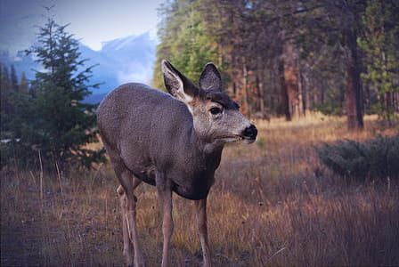 gray deer on grass field near green trees thumbnail