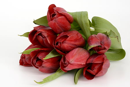 bouquet of red tulip flowers thumbnail