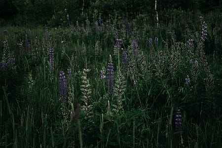 landscape, nature, field, flowers thumbnail